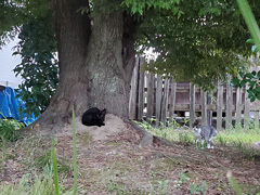 無責任は餌やりの結果　神社に住むねこたち